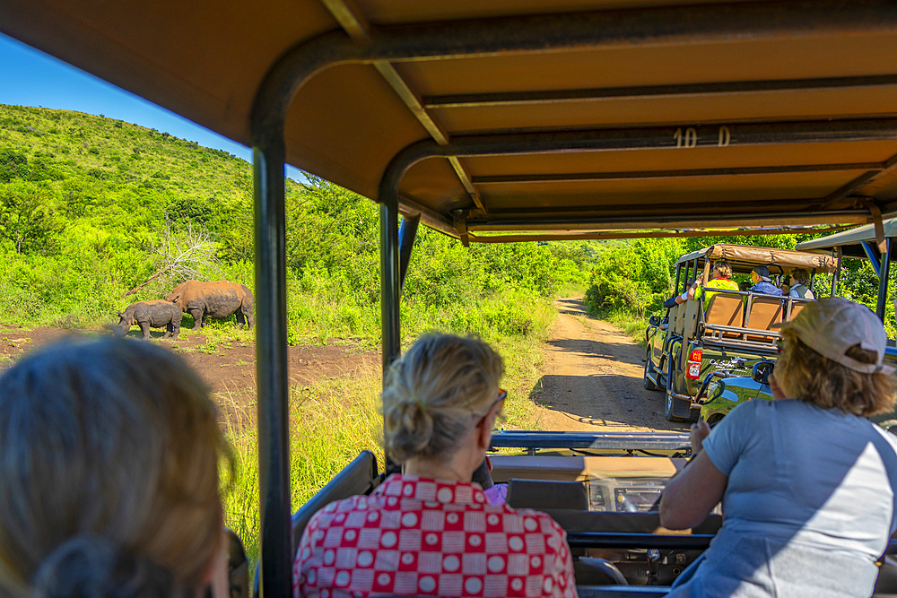 View of white rhinos from safari vehicles in Hluhluwe-Imfolozi Park (Umfolozi), the oldest nature reserve in Africa, KwaZulu-Natal Province, South Africa, Africa