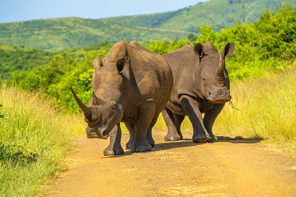 View of white rhinos in Hluhluwe-Imfolozi Park (Umfolozi), the oldest nature reserve in Africa, KwaZulu-Natal Province, South Africa, Africa