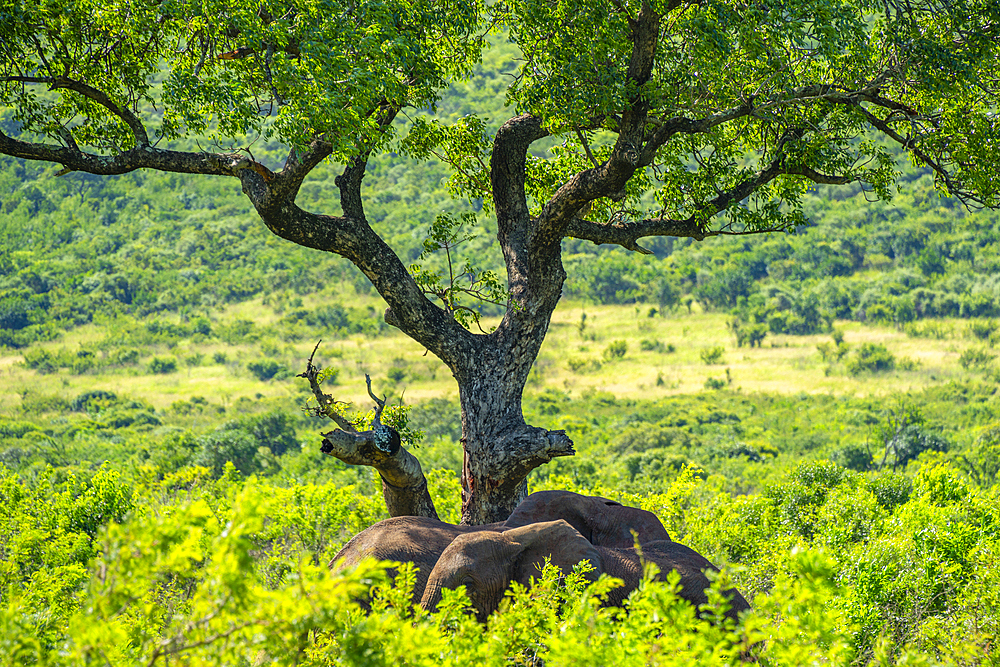 View of elephants in Hluhluwe-Imfolozi Park (Umfolozi), the oldest nature reserve in Africa, KwaZulu-Natal Province, South Africa, Africa