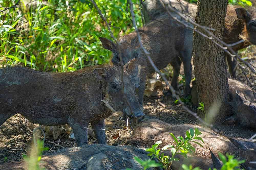 View of Warthogs in Hluhluwe-Imfolozi Park (Umfolozi), the oldest nature reserve in Africa, KwaZulu-Natal Province, South Africa, Africa