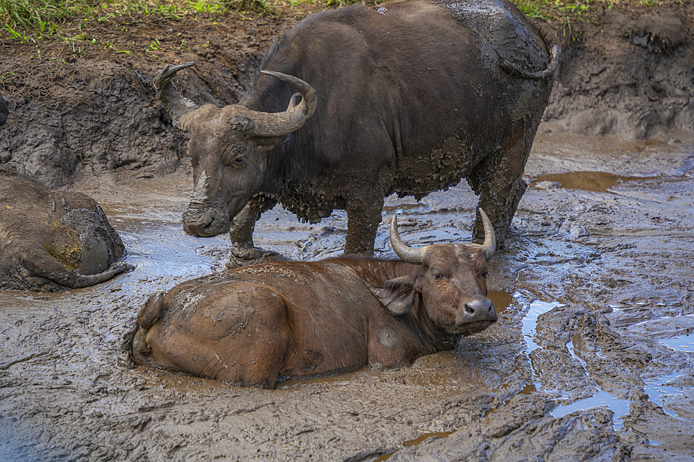 View of juvenile African buffalo in Hluhluwe-Imfolozi Park (Umfolozi), the oldest nature reserve in Africa, KwaZulu-Natal Province, South Africa, Africa