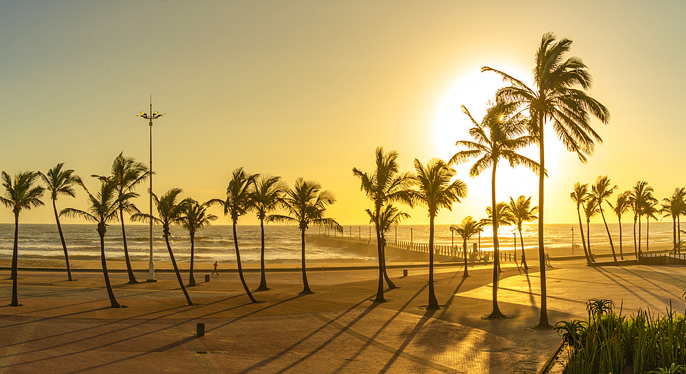 View of palm trees, promenade and Indian Ocean in background at sunrise, Durban, KwaZulu-Natal Province, South Africa, Africa