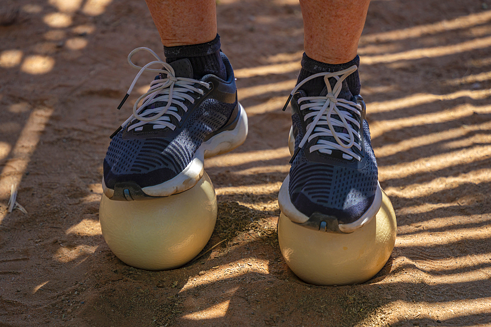 View of a visitor standing on an Ostrich at Safari Ostrich Farm, Oudtshoorn, Western Cape, South Africa, Africa