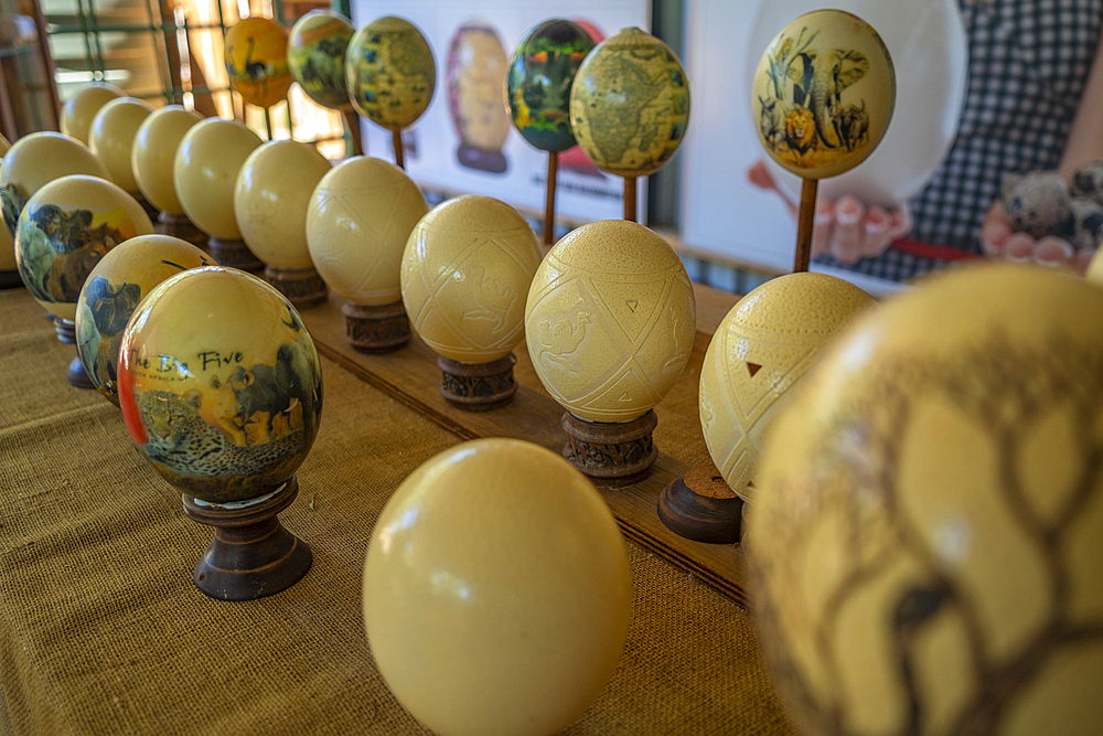 View of Ostrich eggs on display at Safari Ostrich Farm, Oudtshoorn, Western Cape, South Africa, Africa