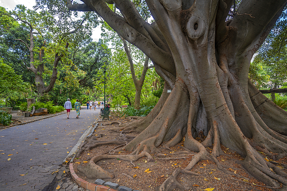 View of large rubber tree, the Company's Garden Giant, Company's Garden, Cape Town, Western Cape, South Africa, Africa