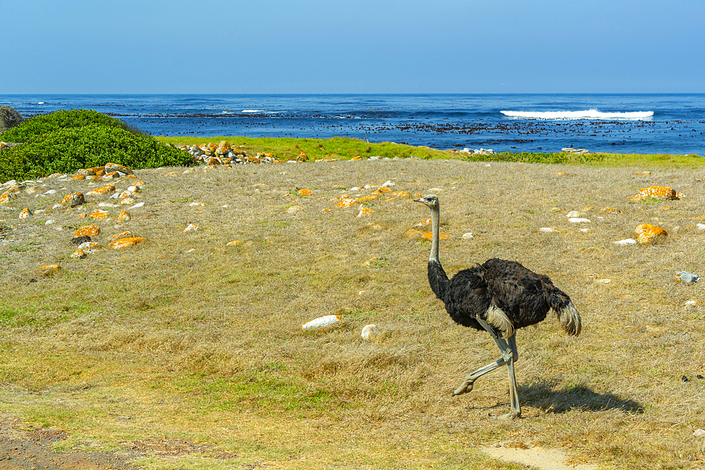 View of coastline and Ostrich (Struthio camelus) at peninsula of Good Hope Nature Reserve, Cape Town, Western Cape, South Africa, Africa