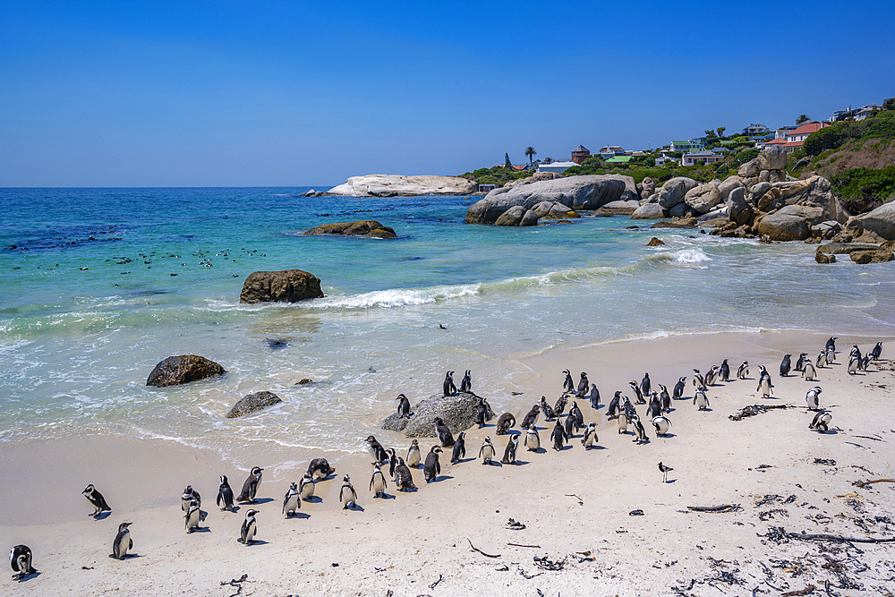 View of African penguins on Boulders Beach, Seaforth, Table Mountain National Park, Cape Town, Western Cape, South Africa, Africa