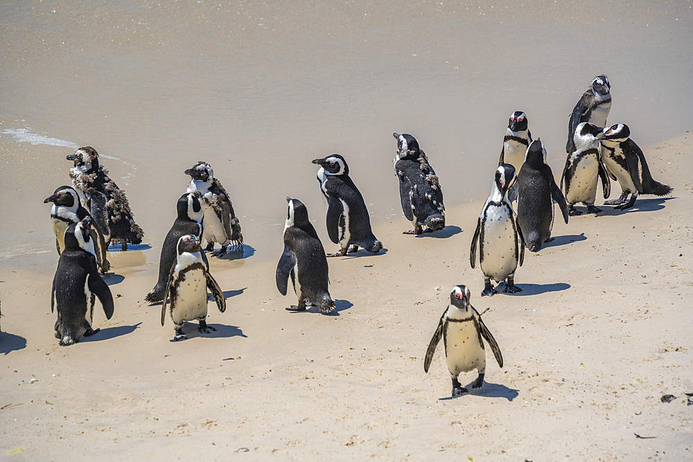 View of African penguins on Boulders Beach, Seaforth, Table Mountain National Park, Cape Town, Western Cape, South Africa, Africa