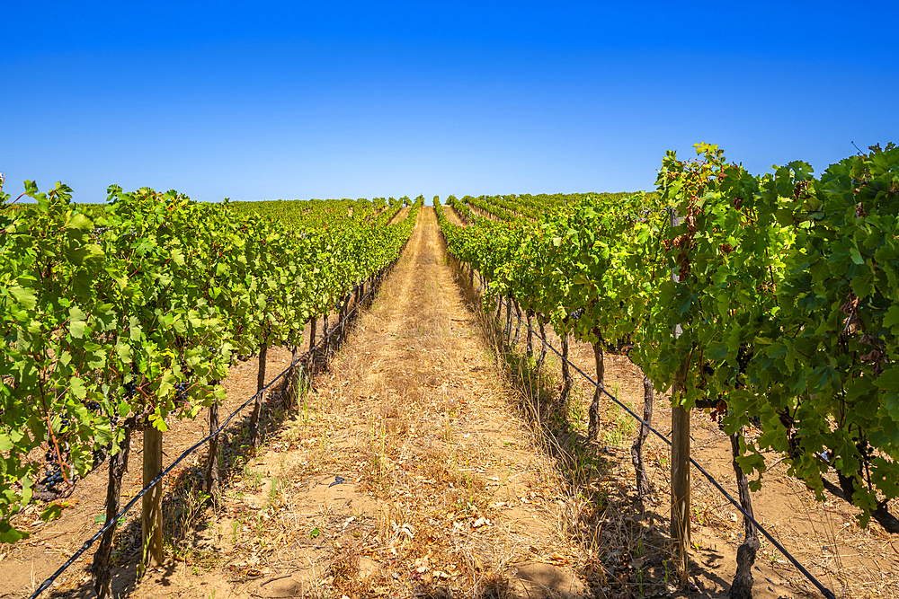 View of vineyard at Groot Constantia-Trust, Constantia, Cape Town, Western Cape, South Africa, Africa