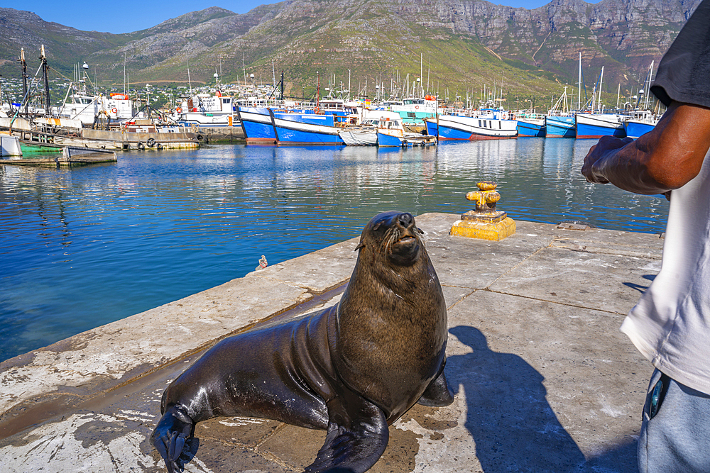 View of Cape fur seal (Arctocephalus pusillus pusillus) in Hout Bay Harbour, Hout Bay, Cape Town, Western Cape, South Africa, Africa