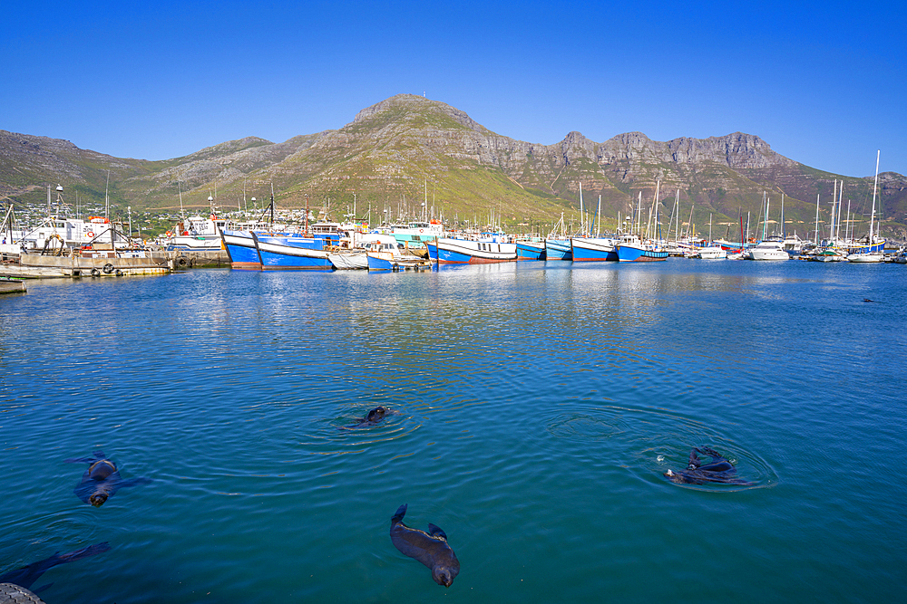 View of Cape fur seals (Arctocephalus pusillus pusillus) in Hout Bay Harbour, Hout Bay, Cape Town, Western Cape, South Africa, Africa