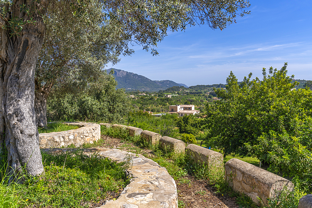 View of countryside near hilltop town of Caimari and vineyard, Majorca, Balearic Islands, Spain, Mediterranean, Europe