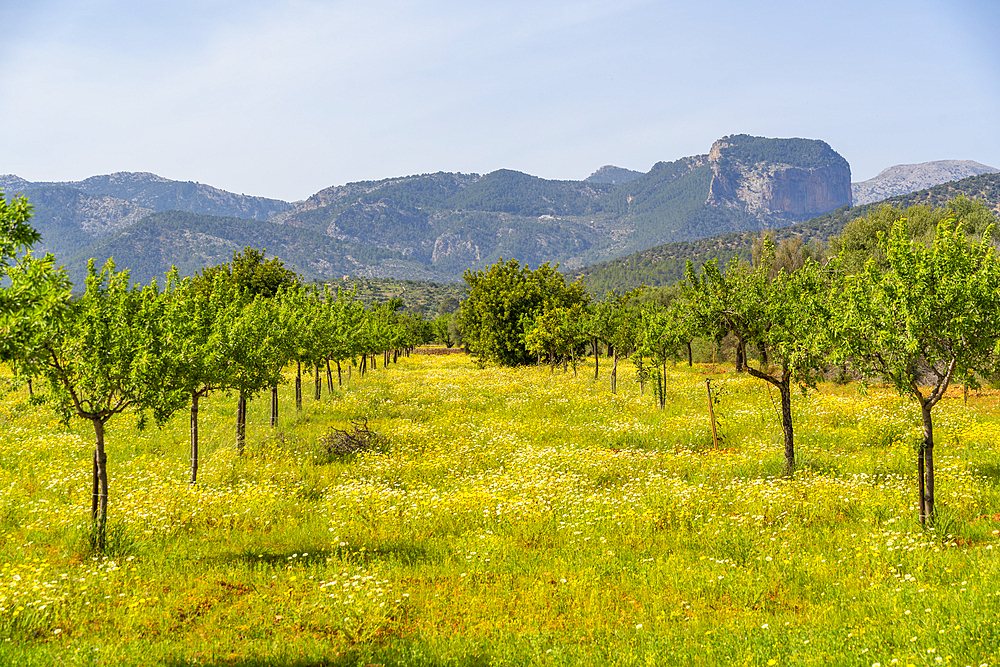 View of fruit trees and hills near Inca, Majorca, Balearic Islands, Spain, Mediterranean, Europe