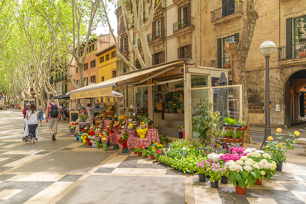 View of flower stall and cafe on tree lined La Rambla in Palma, Palma de Mallorca, Majorca, Balearic Islands, Spain, Mediterranean, Europe