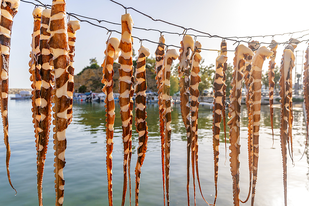 View of squid hanging on a line in the harbour in Limenaria village, Limenaria, Thassos, Aegean Sea, Greek Islands, Greece, Europe