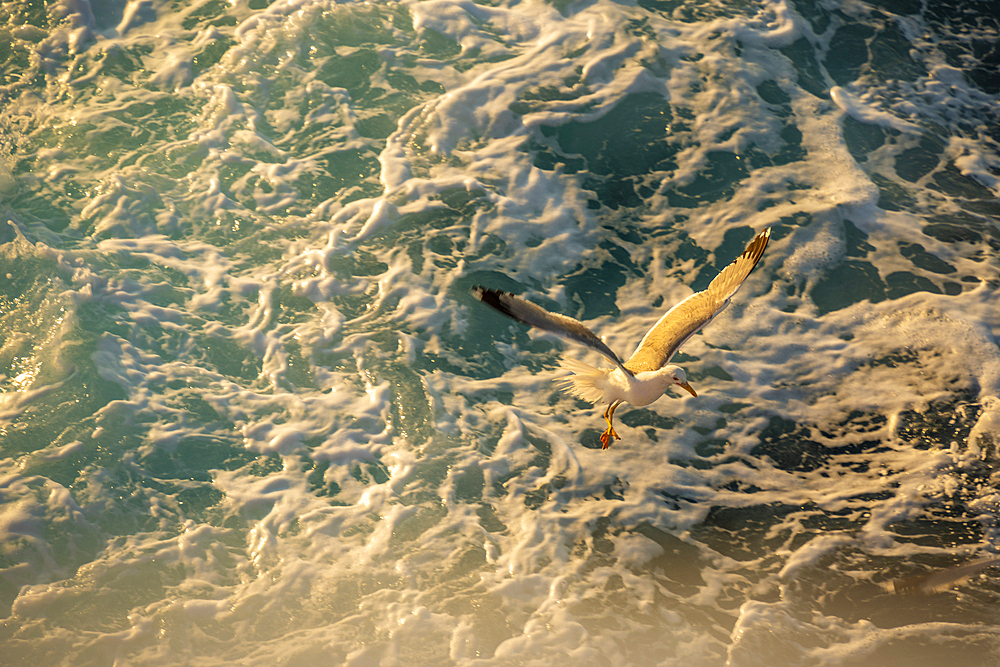 View of seagull from ferry at sunset, Kavala, Dimos Kavalas, Eastern Macedonia and Thrace, Gulf of Thasos, Gulf of Kavala, Greece, Europe