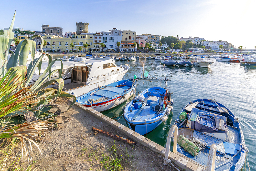 View of Marina and Torrione Castle Museum, Forio, Island of Ischia, Campania, Italy, Europe