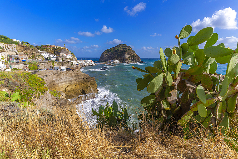 View of prickly pear cactus, cliffs and Torre di Sant'Angelo, Sant'Angelo, Island of Ischia, Campania, Italy, Europe