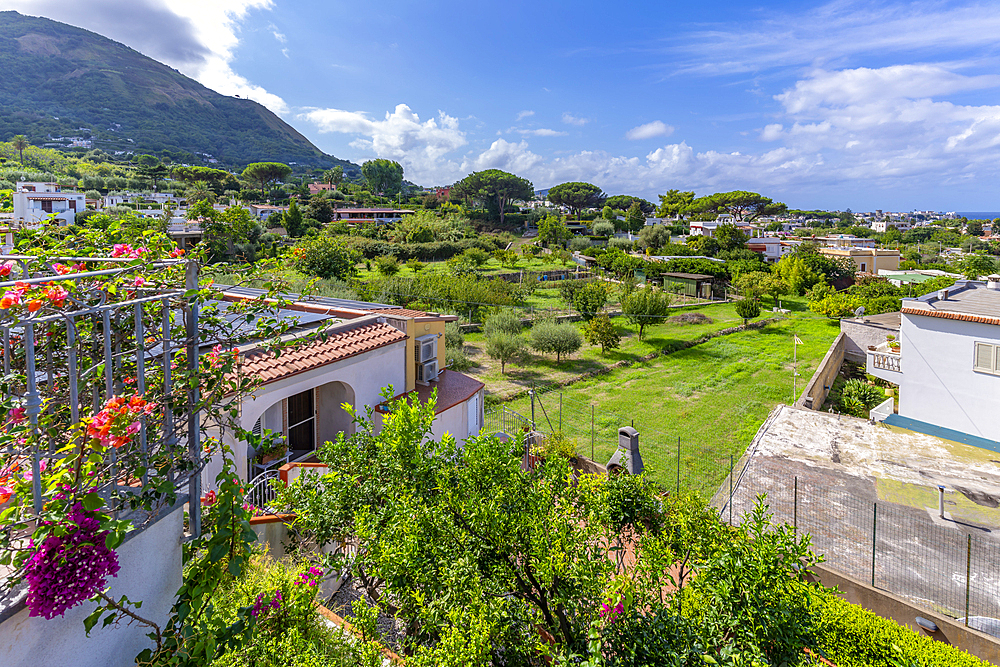 View of landscape of island interior near Giardini la Mortella, Forio, Island of Ischia, Campania, Italy, Europe