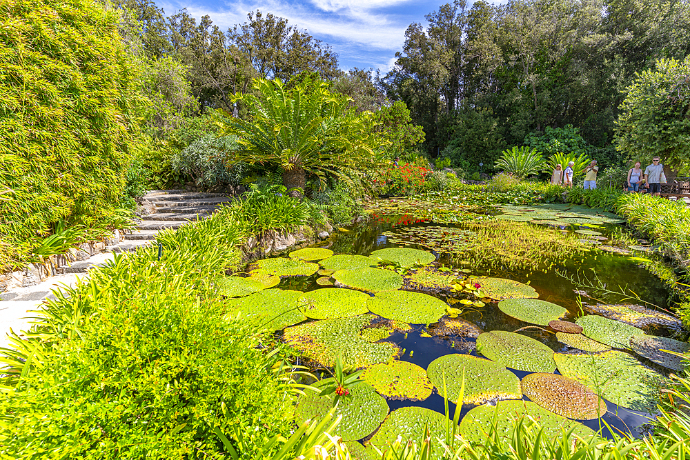 View of water lily pads in pond and tropical flora in Giardini la Mortella Botanical Gardens, Forio, Island of Ischia, Campania, Italy, Europe