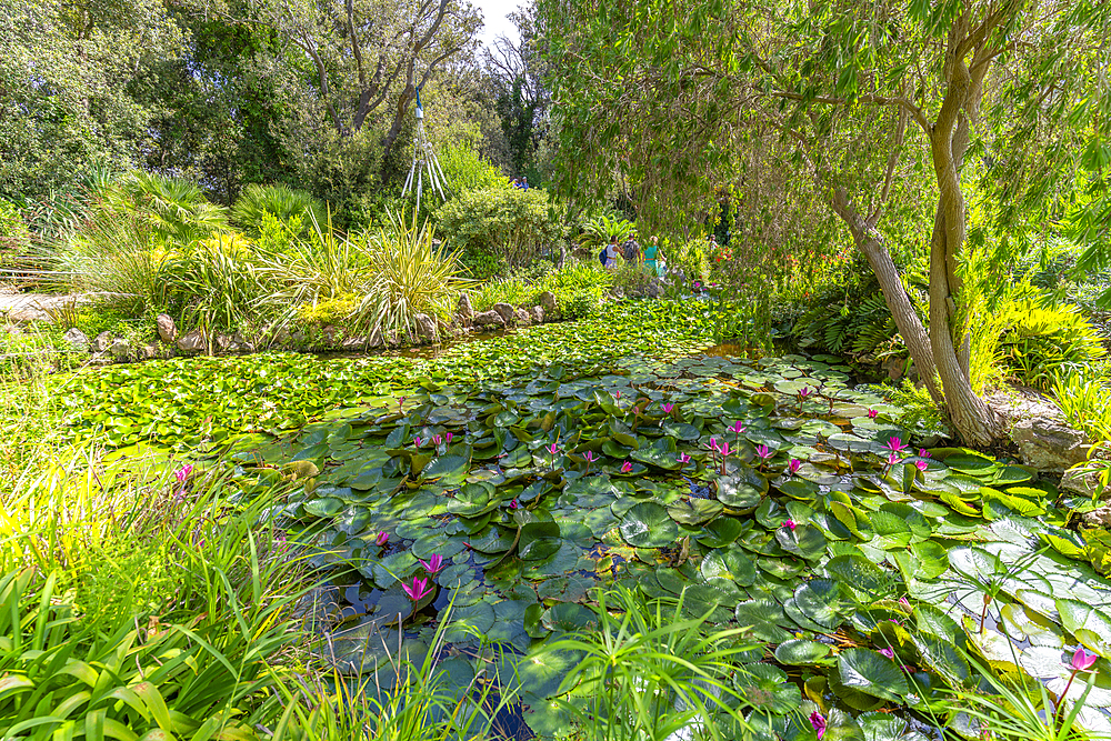 View of pink water lilies in pond and tropical flora in Giardini la Mortella Botanical Gardens, Forio, Island of Ischia, Campania, Italy, Europe