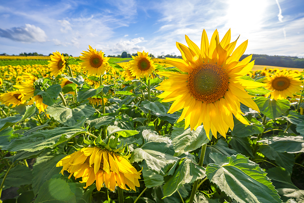 View of sunflowers at Barlow Sunflower Fields, Barlow, Derbyshire, England, United Kingdom, Europe