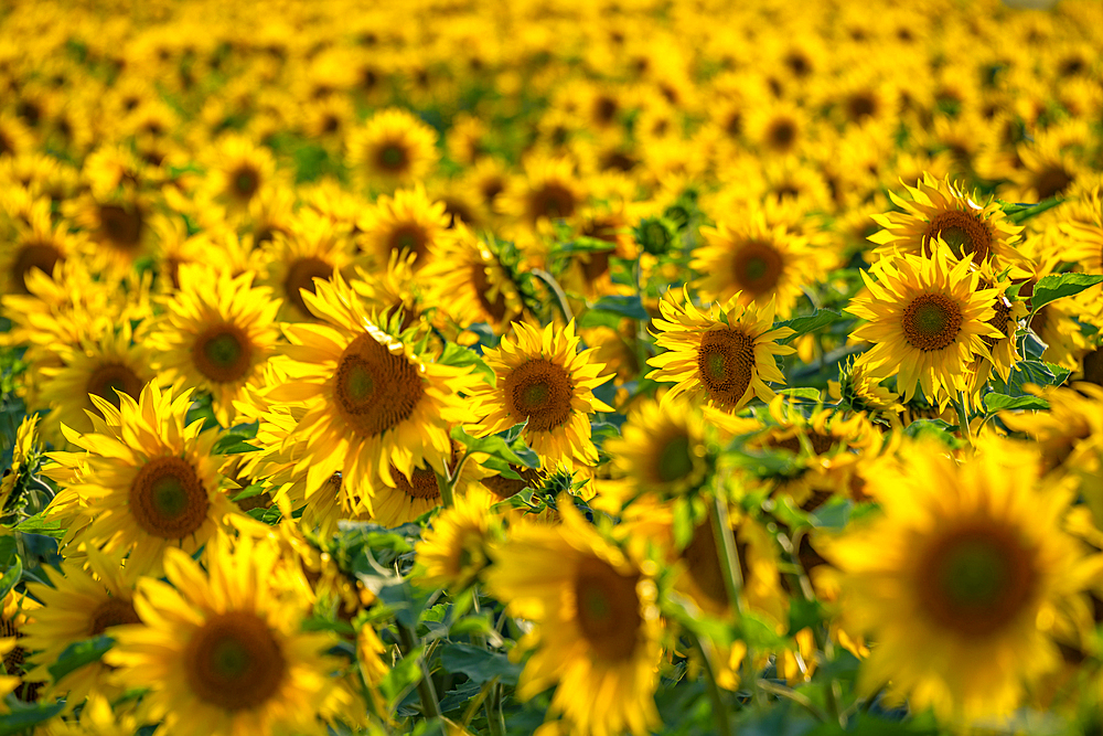 View of sunflowers at Barlow Sunflower Fields, Barlow, Derbyshire, England, United Kingdom, Europe