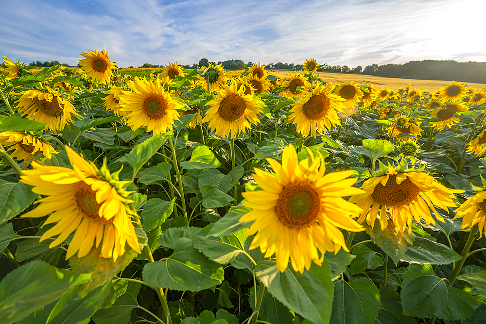 View of sunflowers at Barlow Sunflower Fields, Barlow, Derbyshire, England, United Kingdom, Europe