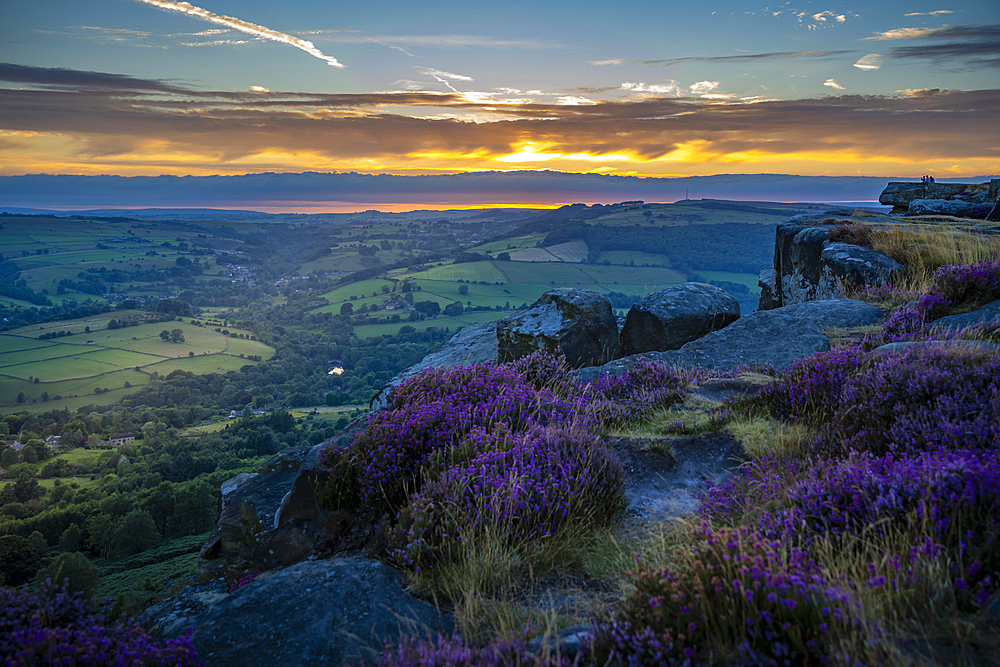 View of landsacpe from Curbar Edge with purple flowering heather at sunset, Peak District National Park, Baslow, Derbyshire, England, United Kingdom, Europe