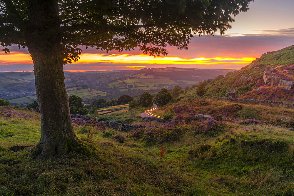 View of landscape from Curbar Edge with purple flowering heather at sunset, Peak District National Park, Baslow, Derbyshire, England, United Kingdom, Europe