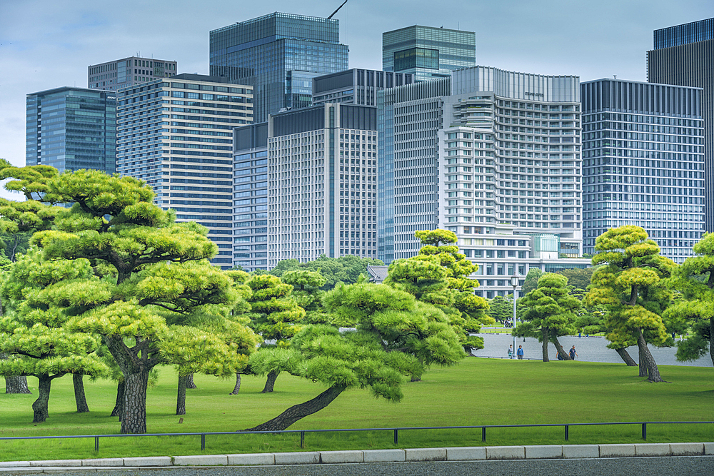 View of contrasting city skyline and Japanese Red Pine trees near the Imperial Palace of Tokyo, Tokyo, Honshu, Japan