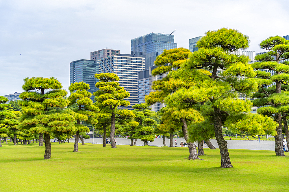 View of contrasting city skyline and Japanese Red Pine trees near the Imperial Palace of Tokyo, Tokyo, Honshu, Japan, Asia