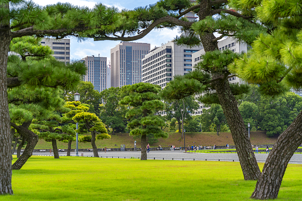 View of contrasting city skyline and Japanese Red Pine trees near the Imperial Palace of Tokyo, Tokyo, Honshu, Japan