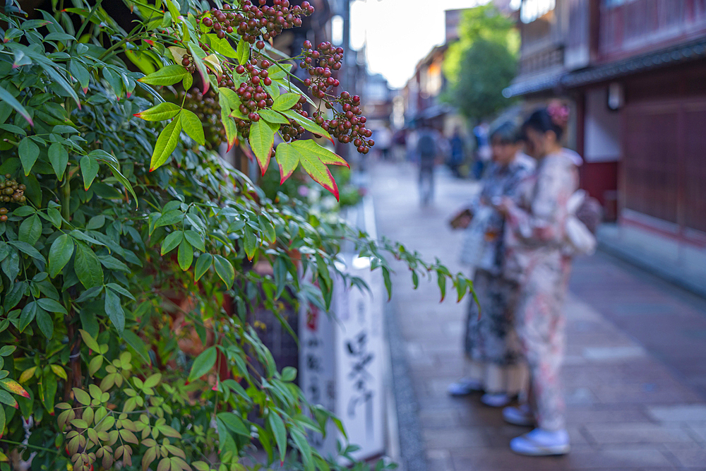 View of autumn leaves and couple wearing Kimons in the Higashi Chaya District, Kanazawa City, Ishikawa Prefecture, Honshu, Japan, Asia