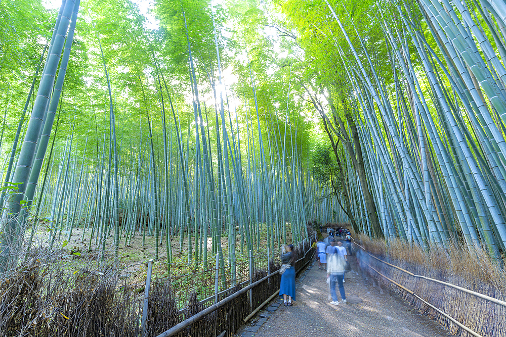 View of Bamboo walkway, Sagatenryuji Tateishicho, Ukyo Ward, Kyoto, Honshu, Japan