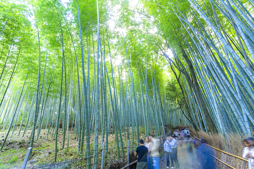 View of Bamboo walkway, Sagatenryuji Tateishicho, Ukyo Ward, Kyoto, Honshu, Japan