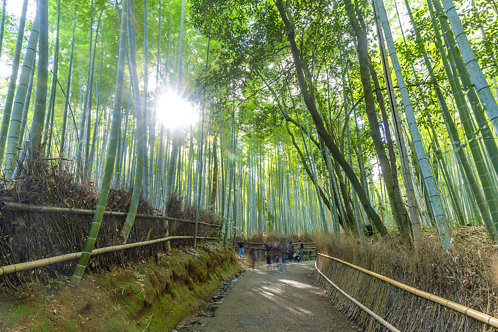 View of Bamboo walkway, Sagatenryuji Tateishicho, Ukyo Ward, Kyoto, Honshu, Japan