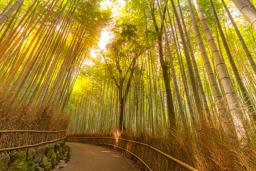 View of Bamboo walkway, Sagatenryuji Tateishicho, Ukyo Ward, Kyoto, Honshu, Japan