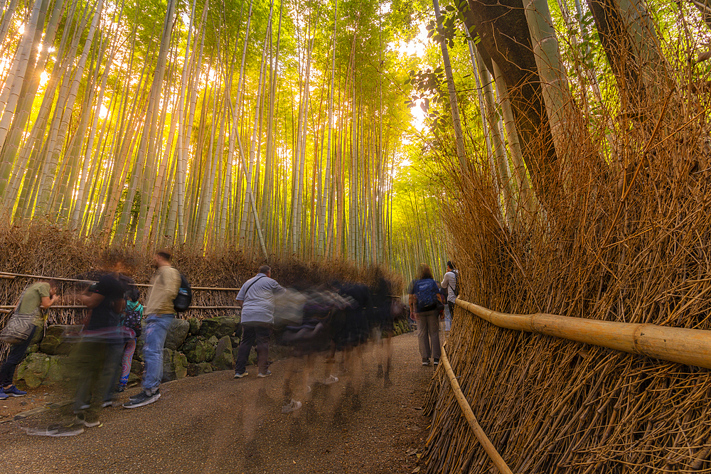 View of Bamboo walkway, Sagatenryuji Tateishicho, Ukyo Ward, Kyoto, Honshu, Japan