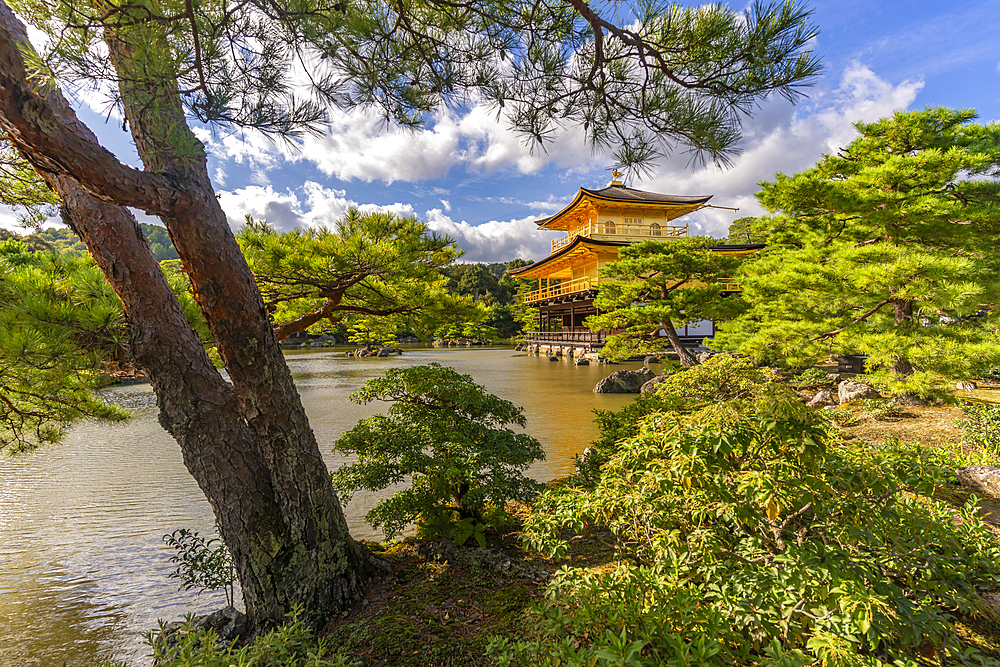 View of Golden Temple (Kinkaku-ji) (Temple of the Golden Pavilion), UNESCO, Kyoto, Honshu, Japan