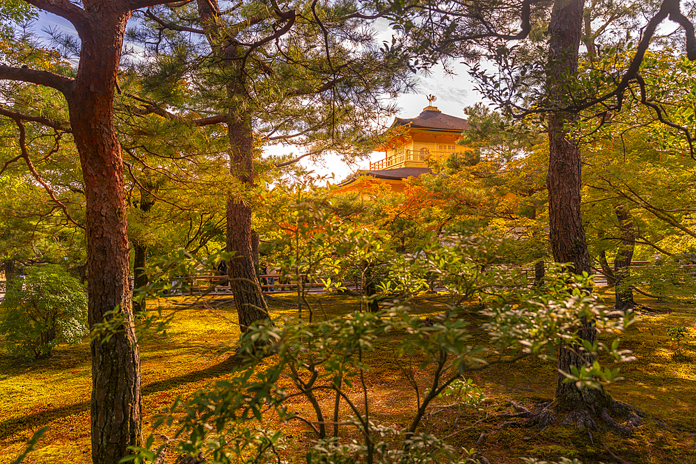 View of Golden Temple (Kinkaku-ji) (Temple of the Golden Pavilion), UNESCO, Kyoto, Honshu, Japan