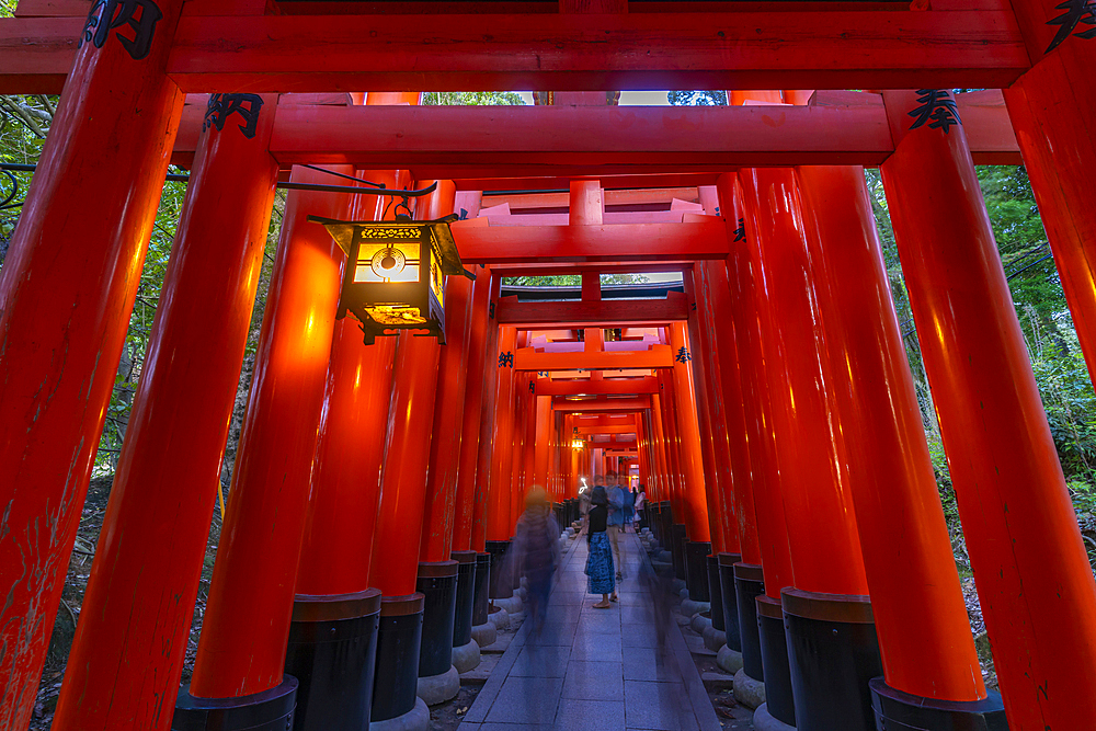 View of The Endless Red Gates (Torii) at Kyoto's Fushimi Inari Buddist Temple, Fukakusa Yabunouchicho, Fushimi Ward, Kyoto, Japan, Asia