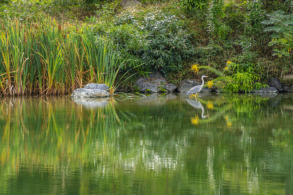 View of heron in Shōseien Garden during early Autumn, Kyoto, Shimogyo Ward, Higashitamamizucho, Japan, Asia