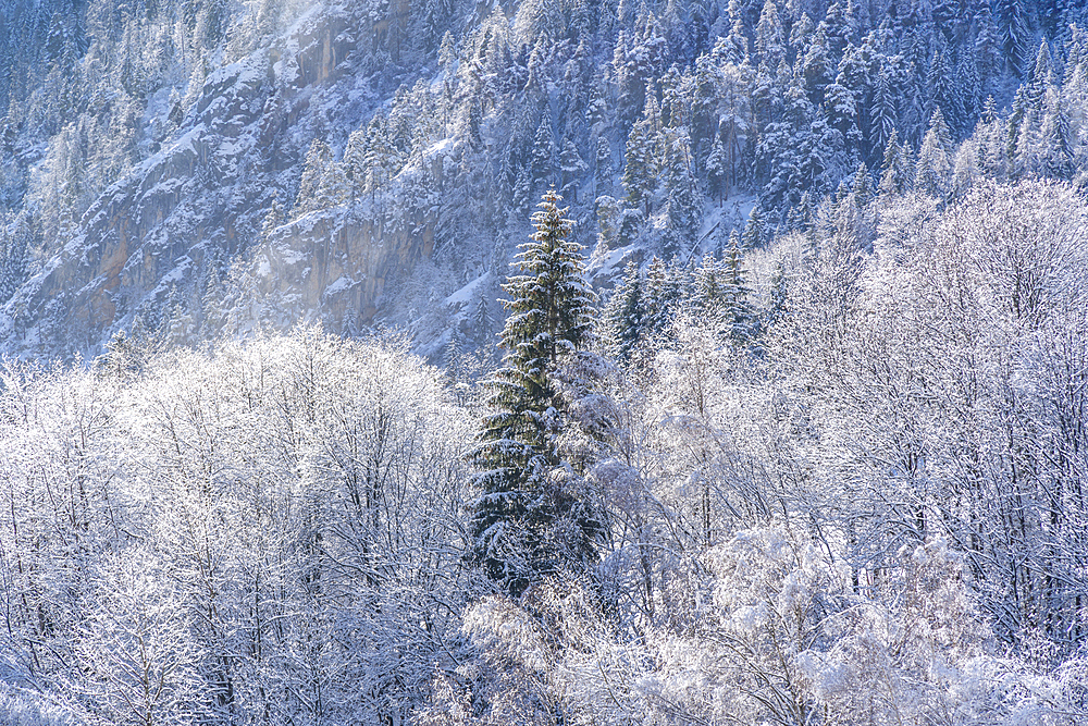 View of snow covered trees, mountains from Dolonne during winter, Courmayeur, Aosta Valley, Italy, Europe