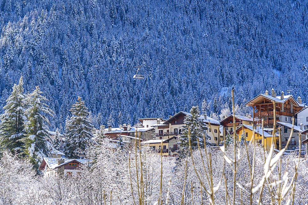 Snow covered trees, mountains and cable car from Courmayeur to Plan Chécrouit viewed from Courmayeur during winter, Courmayeur, Aosta Valley, Italy, Europe