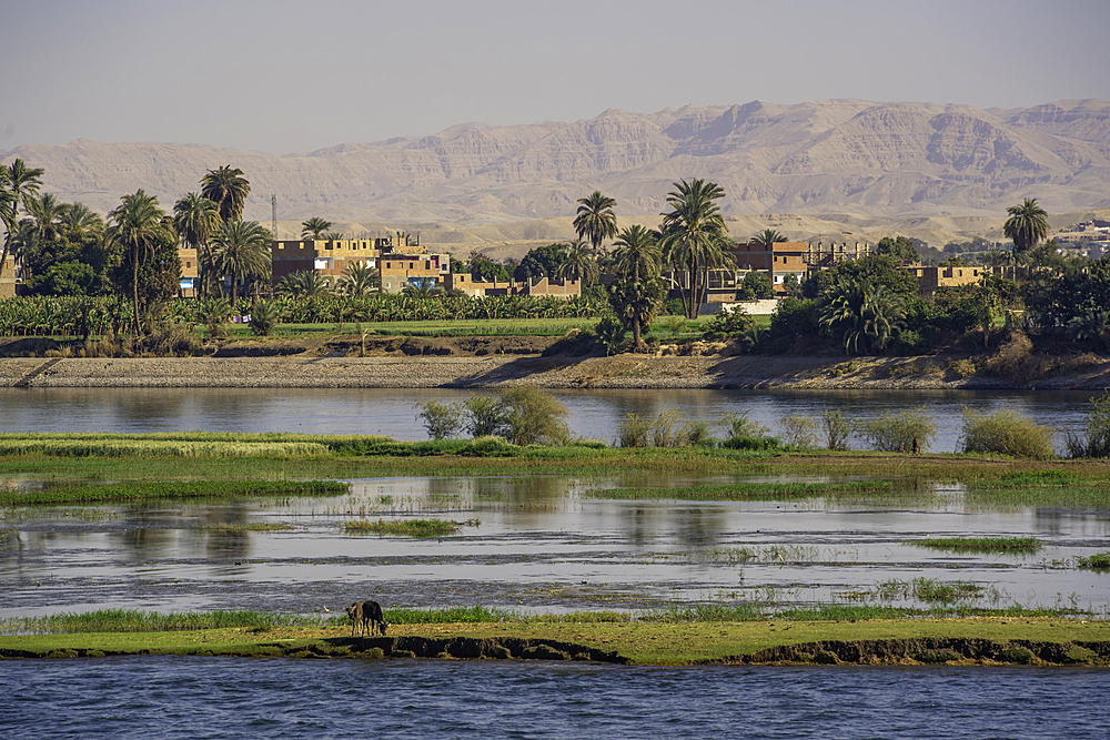 View of scenery from cruise boat near Armant on the Nile River, Luxor, Egypt, Africa
