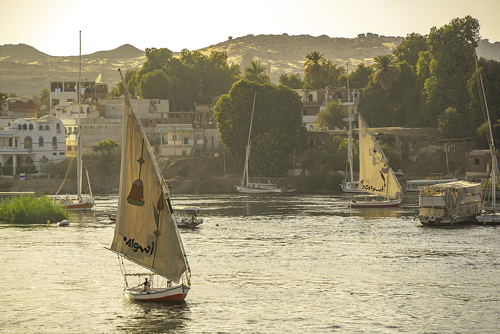 View of fellucas on the Nile river during golden hour, Aswan, Nubia, Egypt, North Africa, Africa