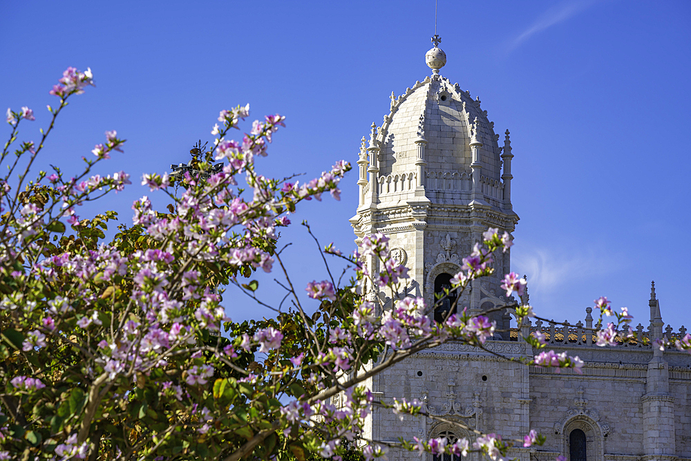 View of Jerónimos Monastery (Monastery of the Hieronymites) and spring blossom in Empire Square Garden on a sunny day, Lisbon, Portugal, Europe