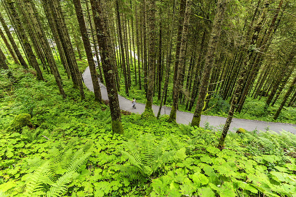View of woodland at Krimml Waterfalls during summer, Krimml Waterfalls, Hohe Tauern National Park, Salzburger Land, Austria, Europe