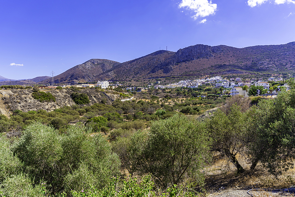 View of olive trees and Piskopiano village from Limenas Chersonisou, Crete, Greek Islands, Greece, Europe